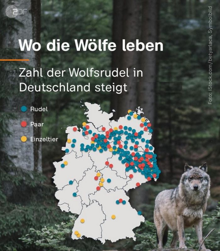 Immer mehr Wölfe in Deutschland