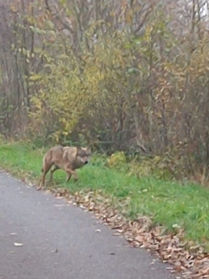 Wolfssichtung am Hövelhof in Hövelriege: Anwohner zur Vorsicht aufgerufen