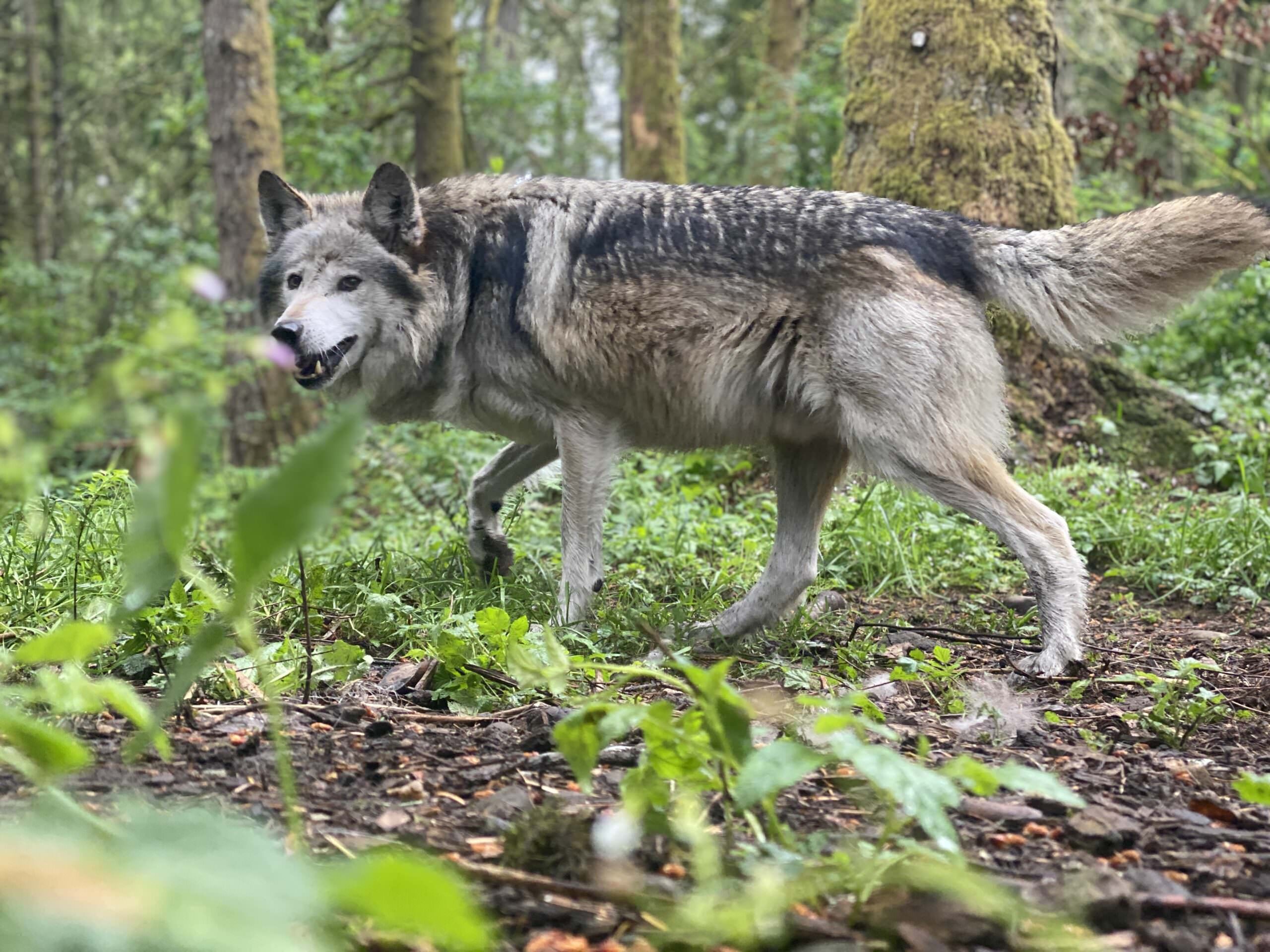 Wölfe im Kirner Wald gesichtet: Tote Tiere entdeckt