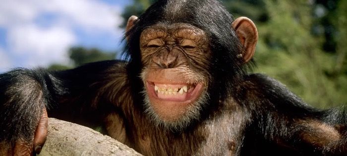 Can animals laugh?