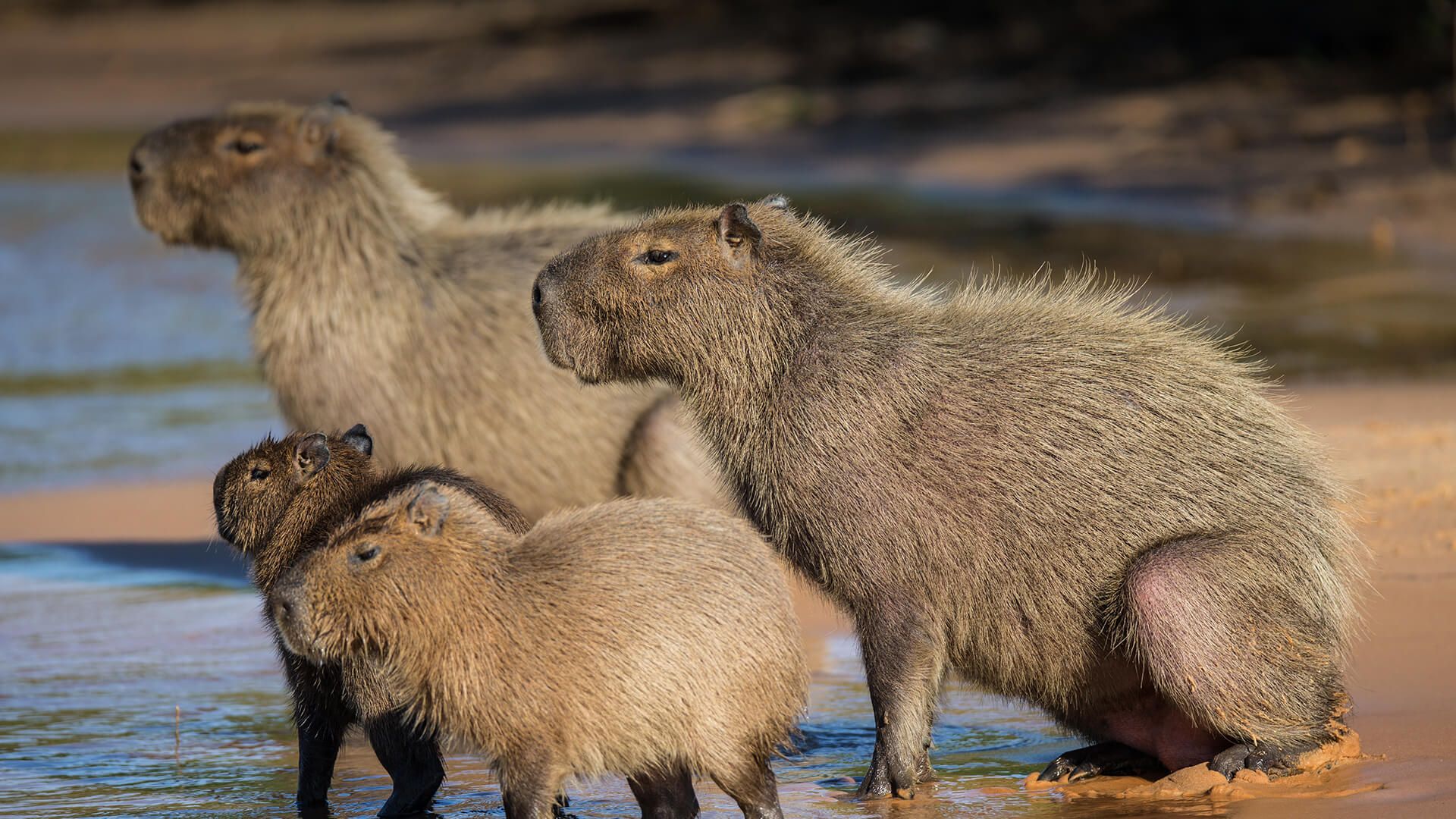 Deutschland erlebt eine Invasion - eine Invasion der Capybaras